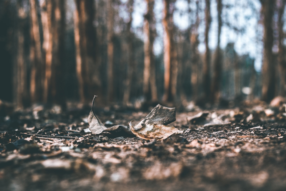 Ashes and leaves on forest floor