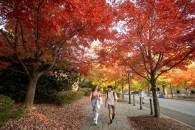 Students walking on campus beneath trees with red leaves.