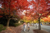 Students walking on campus beneath trees with red leaves. Students walking on campus beneath trees with red leaves.